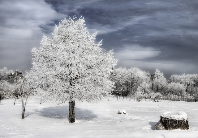冬季 木材 雪 - 上的免费照片