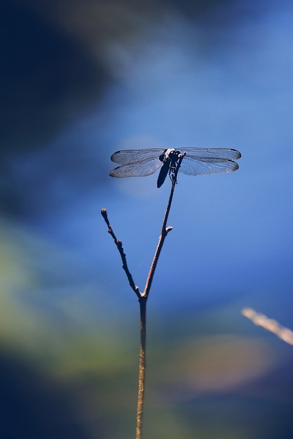 蜻蜓 Anisoptera - 上的免费照片