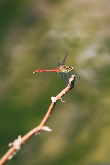 蜻蜓 Anisoptera - 上的免费照片