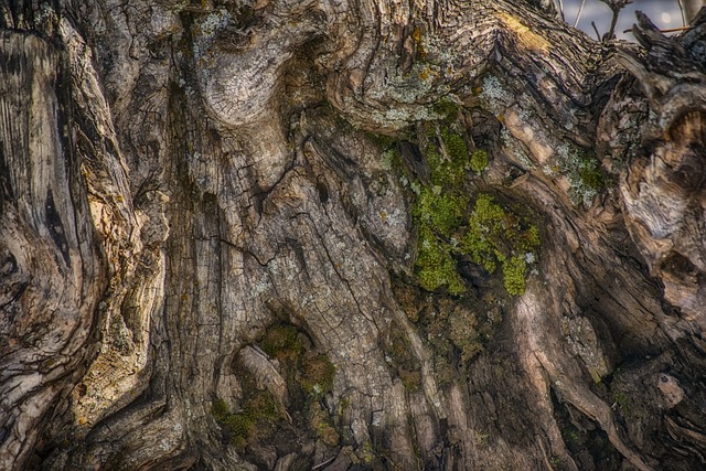 树 树干 木头 - 上的免费照片
