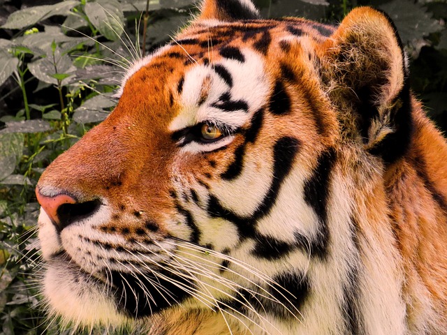 动物 老虎 大猫 - 上的免费照片