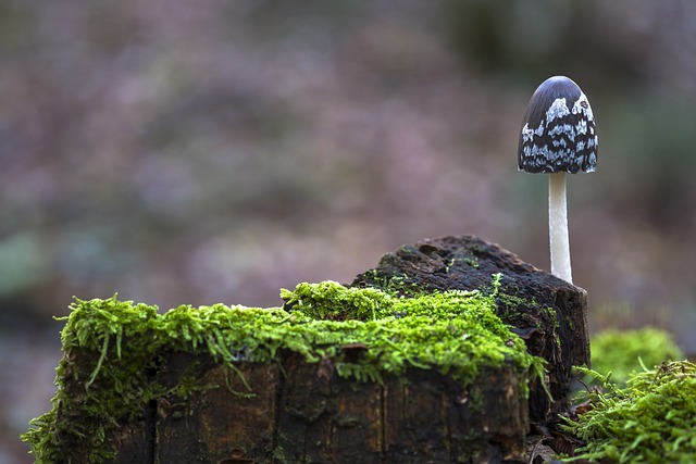 Coprinopsis Picacea 红发女郎 - 上的免费照片