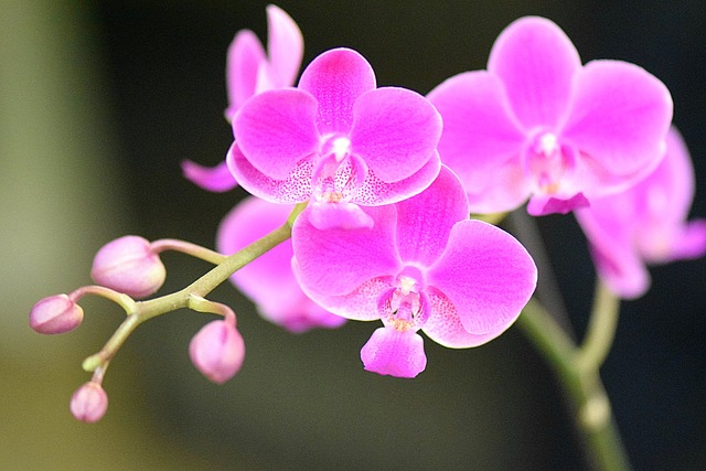 兰花 花朵 粉色的 - 上的免费照片