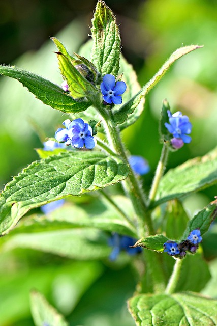 Brunnera 花朵 自然 - 上的免费照片