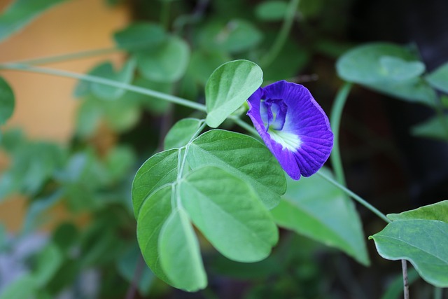 花 美停车场深蓝色 Clitoria Ternatea - 上的免费照片