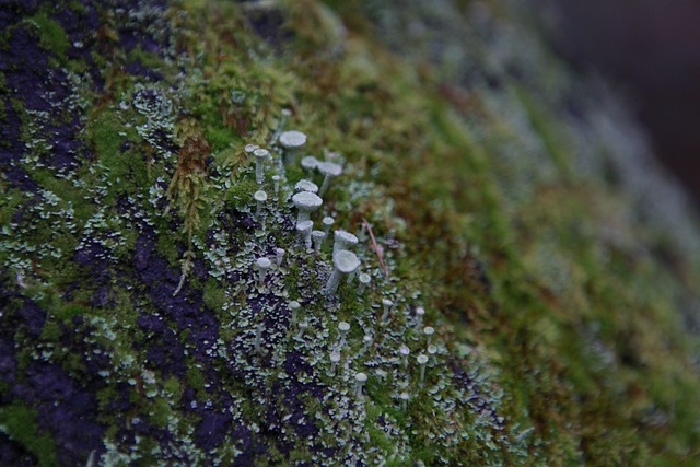 地衣 Cladonia 木头 - 上的免费照片