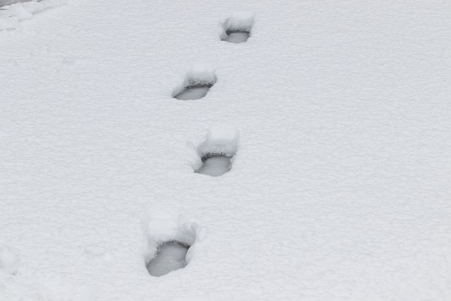 雪 冬季 脚印 - 上的免费照片