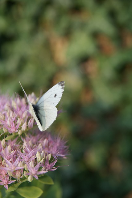 蝴蝶 花卉 白色的蝴蝶 - 上的免费照片