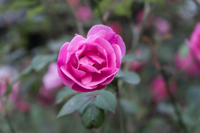 Pink Rose Garden - 上的免费照片