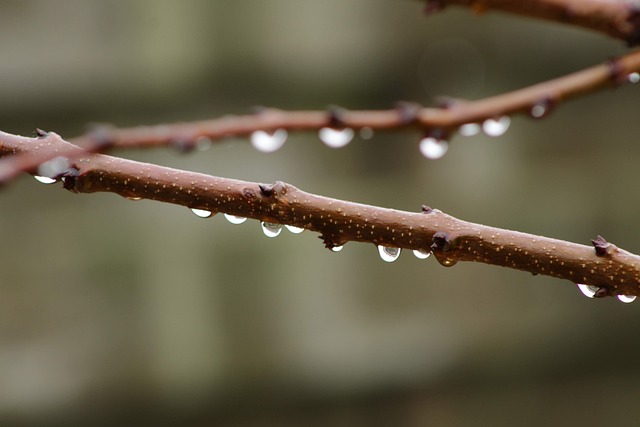 分支 雨滴 滴水 - 上的免费照片