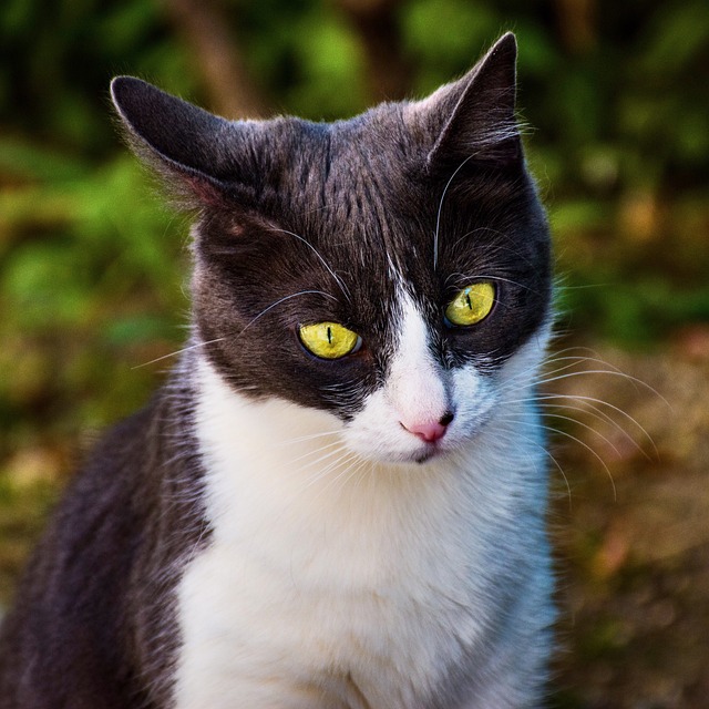 猫 基蒂 小猫 - 上的免费照片