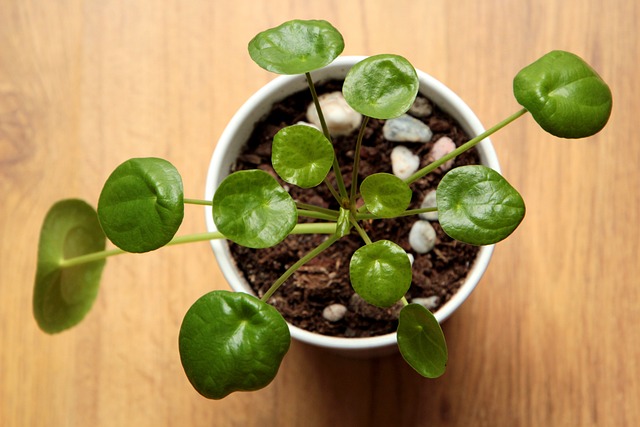 Pilea 植物 绿色 - 上的免费照片