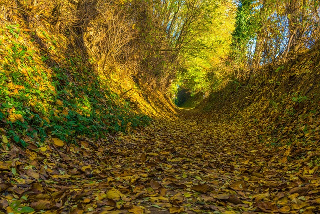 空心路 落下 树木 - 上的免费照片