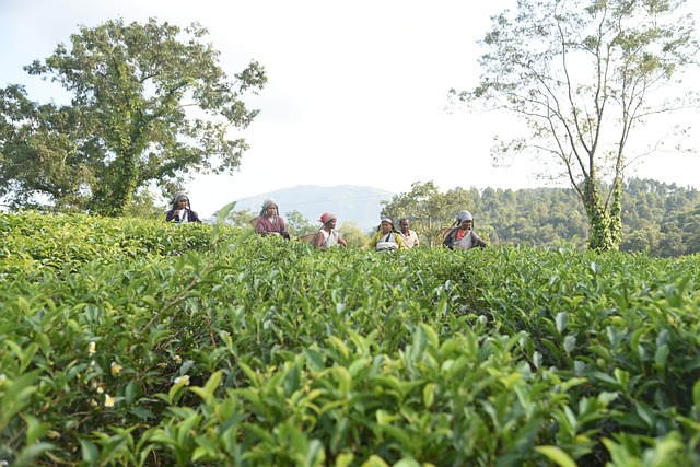 人们 拔毛 茶 - 上的免费照片