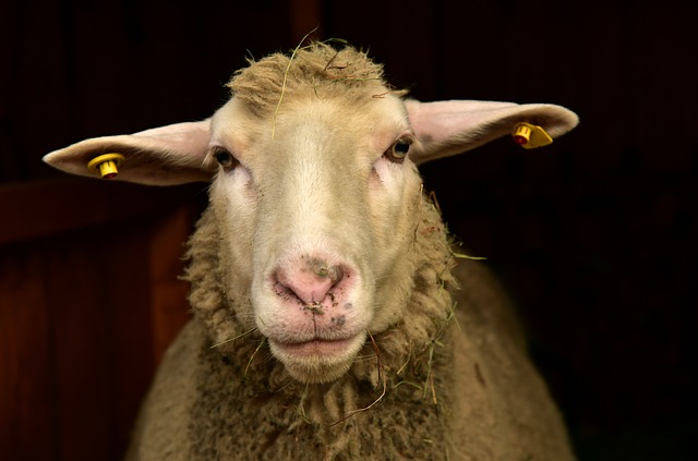 羊 额叶 肖像 - 上的免费照片