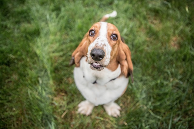 巴吉度猎犬 狗 猎犬 - 上的免费照片