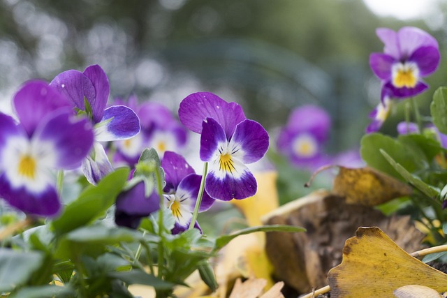 Flower Nature Purple - 上的免费照片