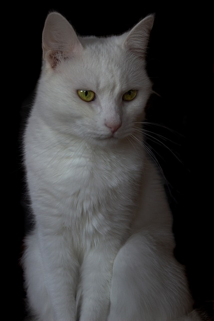 猫猫 动物的动物 白色的 - 上的免费照片