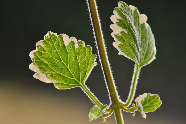 香植物 Plectranthus Coleoides 悬挂植物 - 上的免费照片