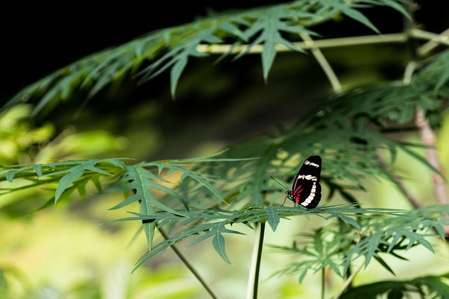蝴蝶 常设 植物 - 上的免费照片