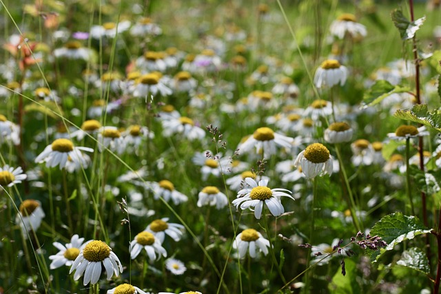 Meadows-Margerit Magarite 雏菊 - 上的免费照片