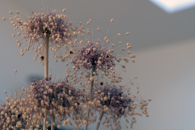 干燥花 花朵 植物 - 上的免费照片