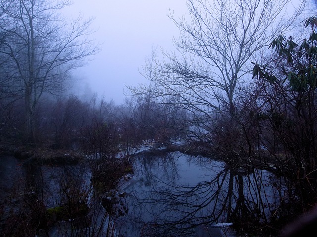 多雾路段 有雾的 湿地 - 上的免费照片