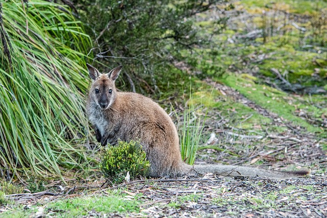 本尼特袋鼠 红颈袋鼠 Macropus Rufogriseus - 上的免费照片