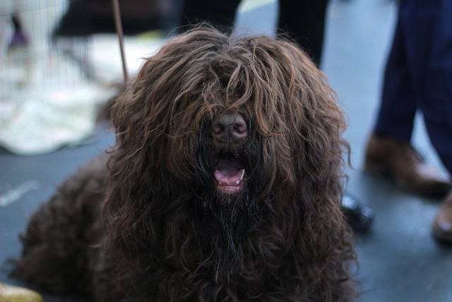 狗 Dogshow 棕色的 - 上的免费照片