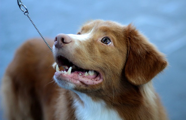 Dogshow 狗 狗-摄影 - 上的免费照片