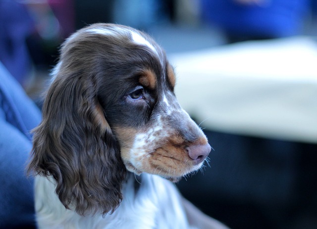 小狗 Dogshow 可爱的 - 上的免费照片