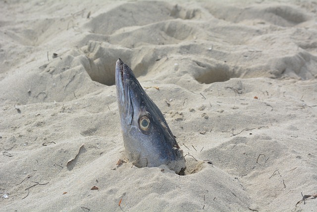 鱼头 海滩 古巴 - 上的免费照片