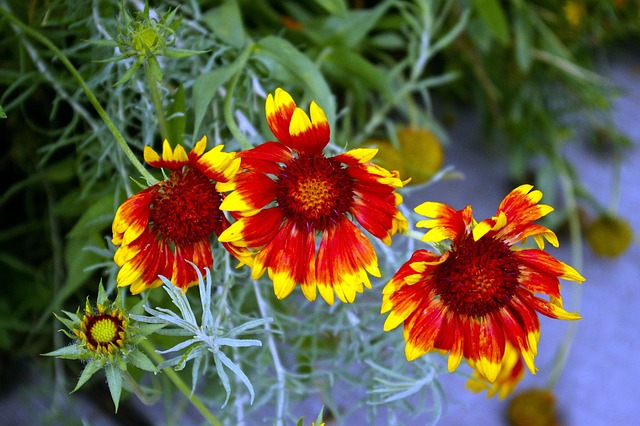 犹他州的毯的花朵 Gaillardia 菊科 - 上的免费照片