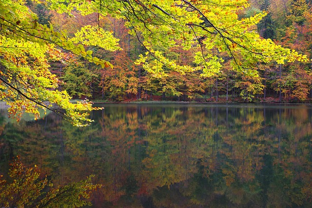 湖Duszatyńskie 景观保护区 Zwiez?o - 上的免费照片