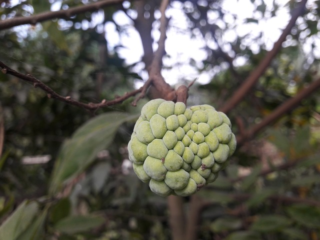 糖苹果 奶油苹果 卡仕达酱 - 上的免费照片