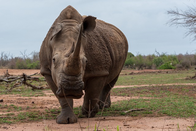动物 犀牛 非洲 - 上的免费照片