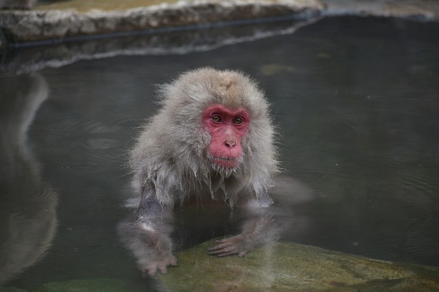 动物 猴子 宝宝的日本猕猴吃的叶子 - 上的免费照片