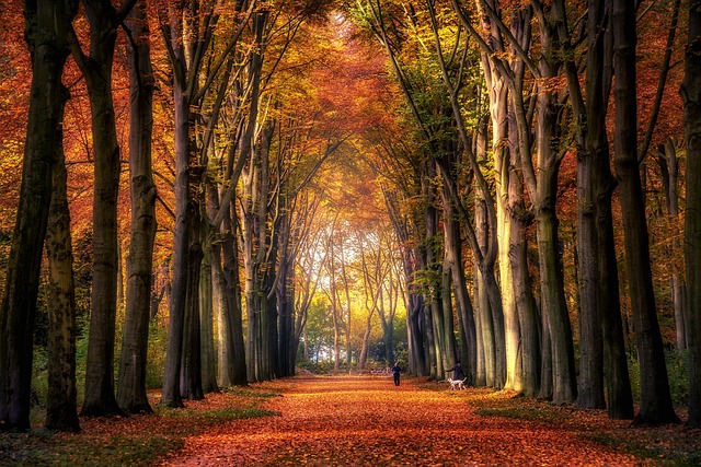 落下 秋天 森林 - 上的免费照片