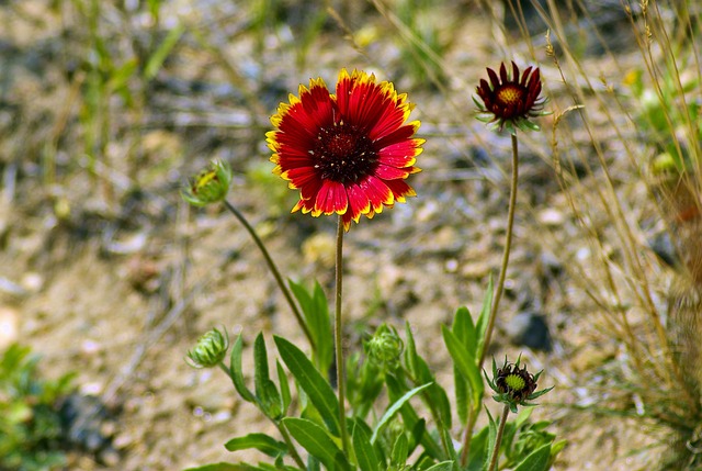 毯子花在Rmnp Gaillardia 菊科 - 上的免费照片