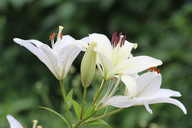 百合 白色百合 花朵 - 上的免费照片