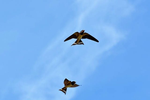 燕子 鸣鸟 家燕 - 上的免费照片