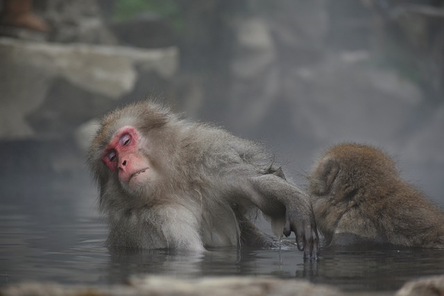 动物 猴子 宝宝的日本猕猴吃的叶子 - 上的免费照片