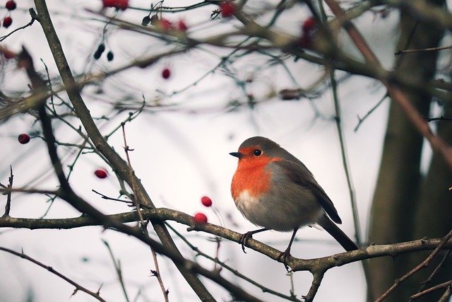 知更鸟 Erithacus Rubecula 旧世界飞行捕手 - 上的免费照片