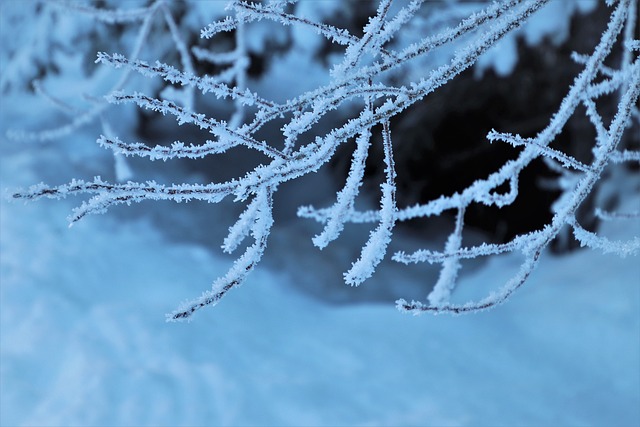 枝 雪 冬季 - 上的免费照片