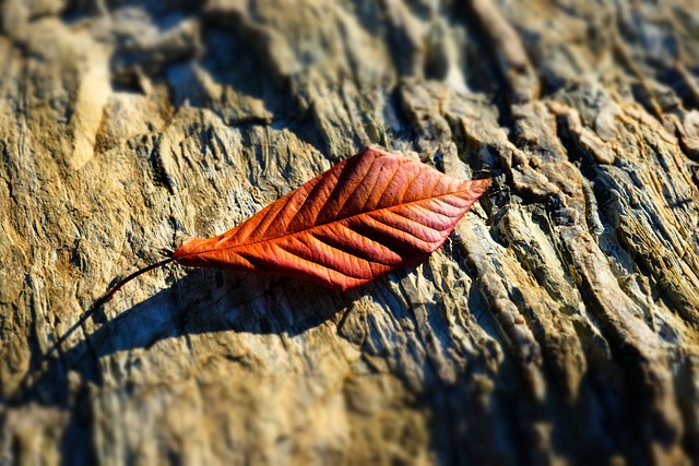 死了的叶子 冬天 石 - 上的免费照片