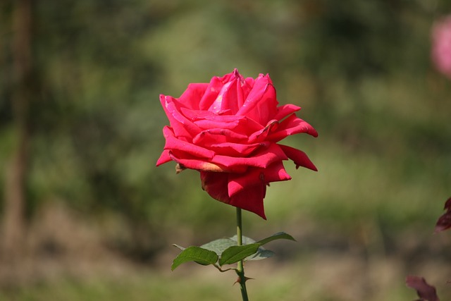 红玫瑰 玫瑰 花朵 - 上的免费照片