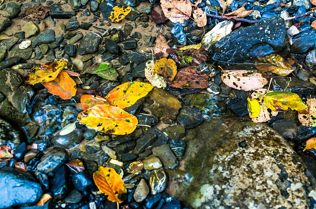 Fallen Leaves Creek Fall - 上的免费照片