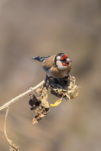 Goldfinch 鸟 自然 - 上的免费照片