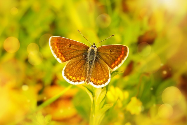 Polyommatus Agestis 蝴蝶的一天 昆虫 - 上的免费照片