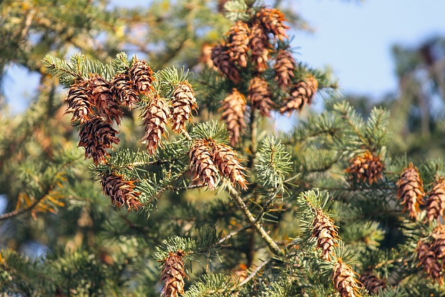 轻敲 Pseudotsuga Menziesii 道格拉西 - 上的免费照片